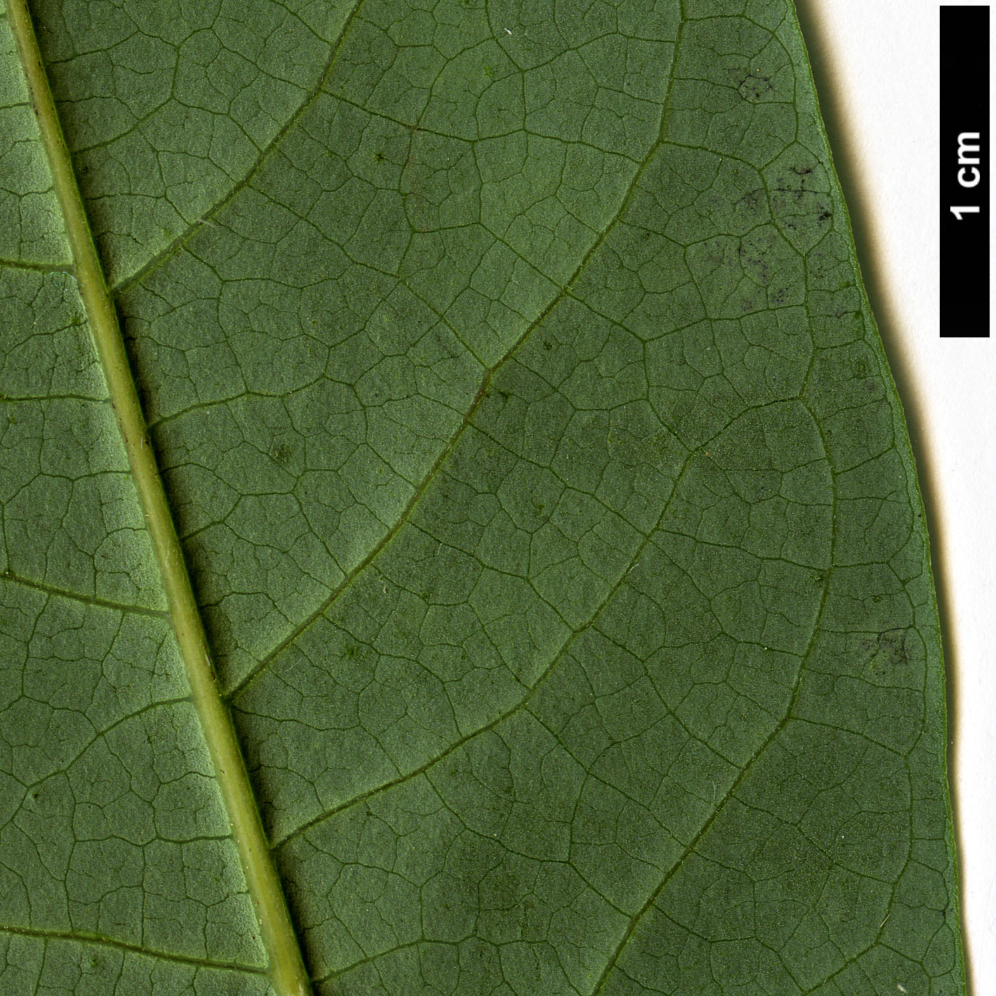 High resolution image: Family: Lauraceae - Genus: Litsea - Taxon: kingii